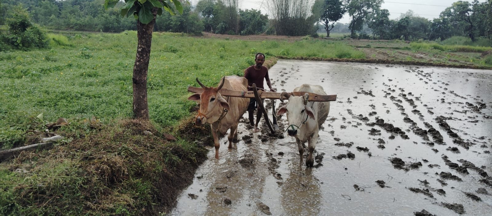 agriculture and allied