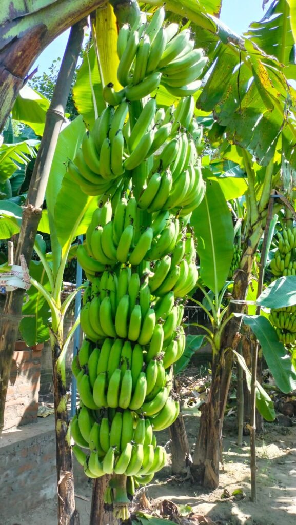 flagship program banana value chain (3)