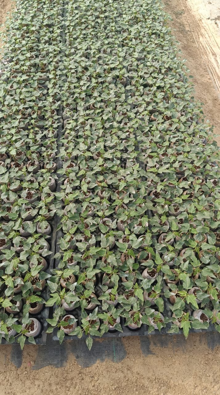 flagship program carbon sequestration (1)