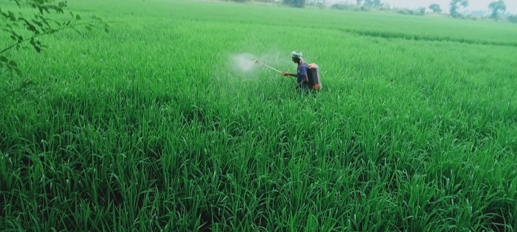 what we do agriculture & allied activities (4)