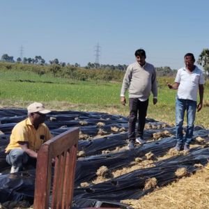 Nutrition gardens for food security at the household level