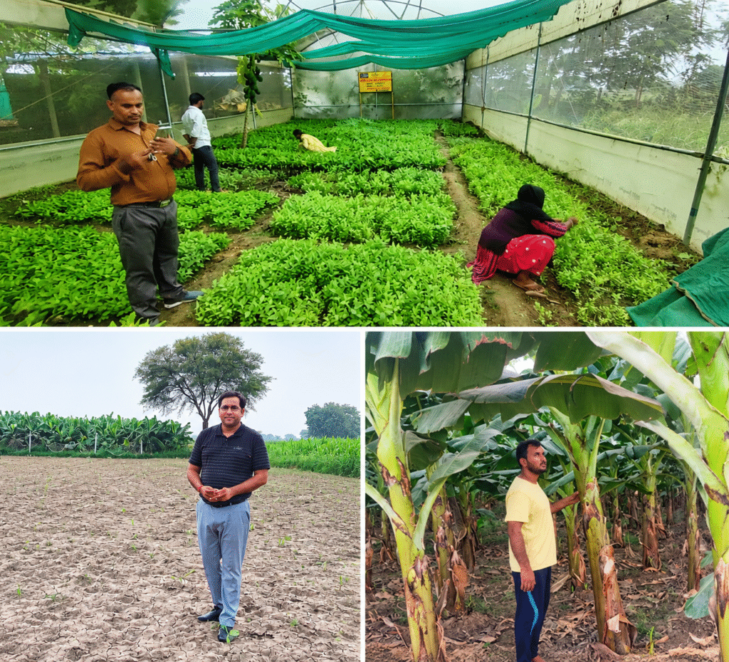 BANANA VALUE CHAIN