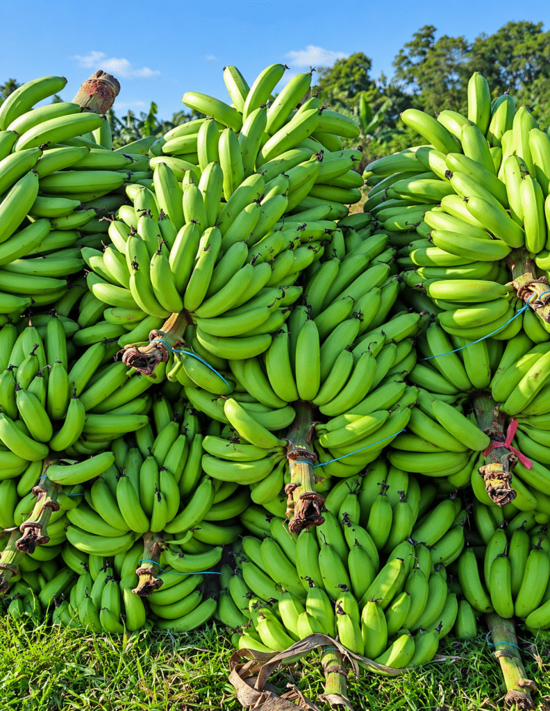 fresh green banana harvest stack