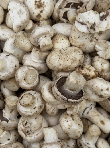 mushroom products